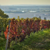 VÍNO - MASARYK s.r.o.: -pohľad z vinohradov