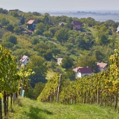 VÍNO - MASARYK s.r.o.: -skalické vinohrady a 
