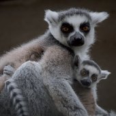 ZOO KOŠICE: Lemur kata