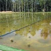 MESTO SNINA: Biotop v RO Sninské rybníky